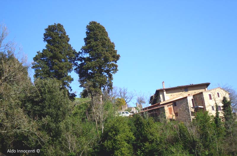 CIPRESSI DI VILLA MARCHETTI 15